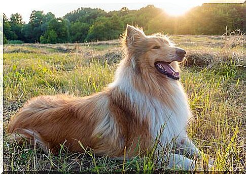 Collie breed