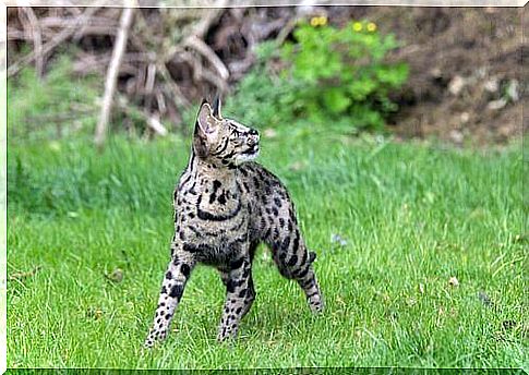 savannah cat