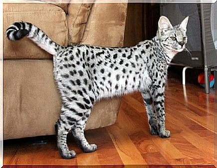 white savannah cat