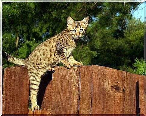 Savannah kitten