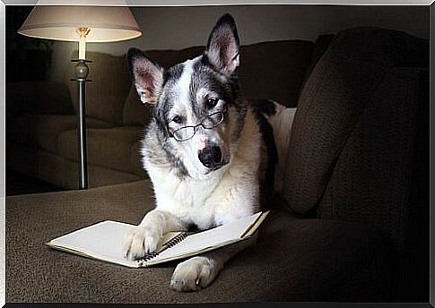 Dog with glasses and a book: learn scientific facts about them