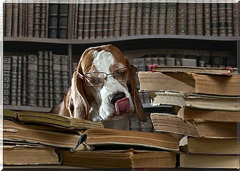 Dog with glasses in a library