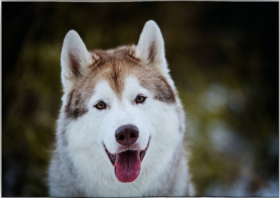 O husky siberiano é um parente direto do shepsky.