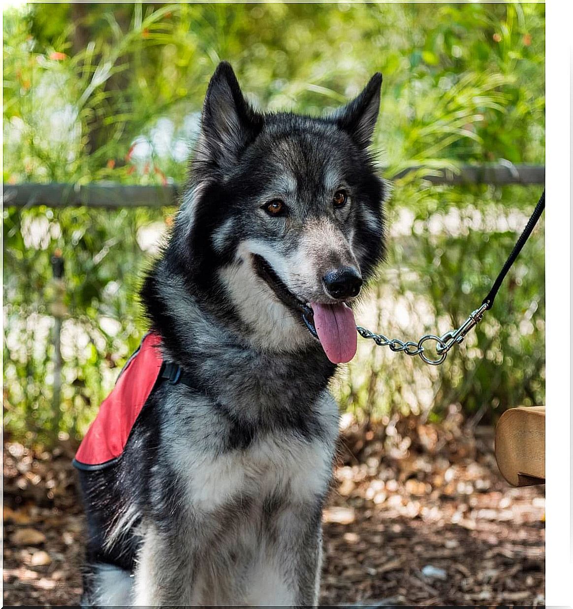 A happy shepsky.