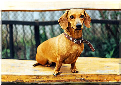 Shorthaired Dachshund is a curious and very amusing dog.