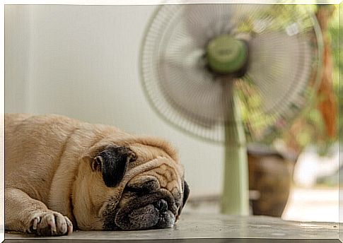 Should I put a fan for the dog if it's hot?