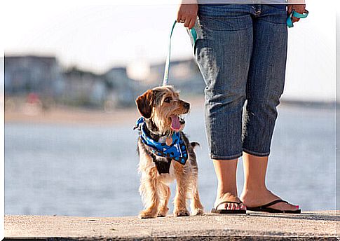 Dog with its tongue hanging out, walking on a leash