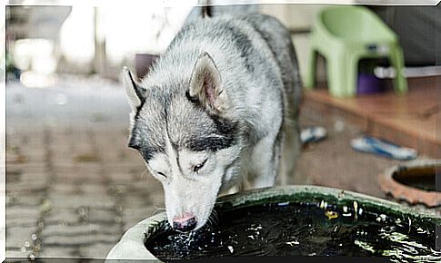 dog drinking water