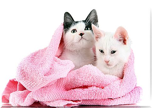 Should we bathe our cats?