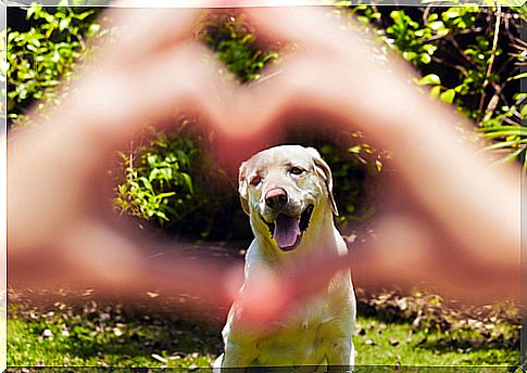 dog and heart