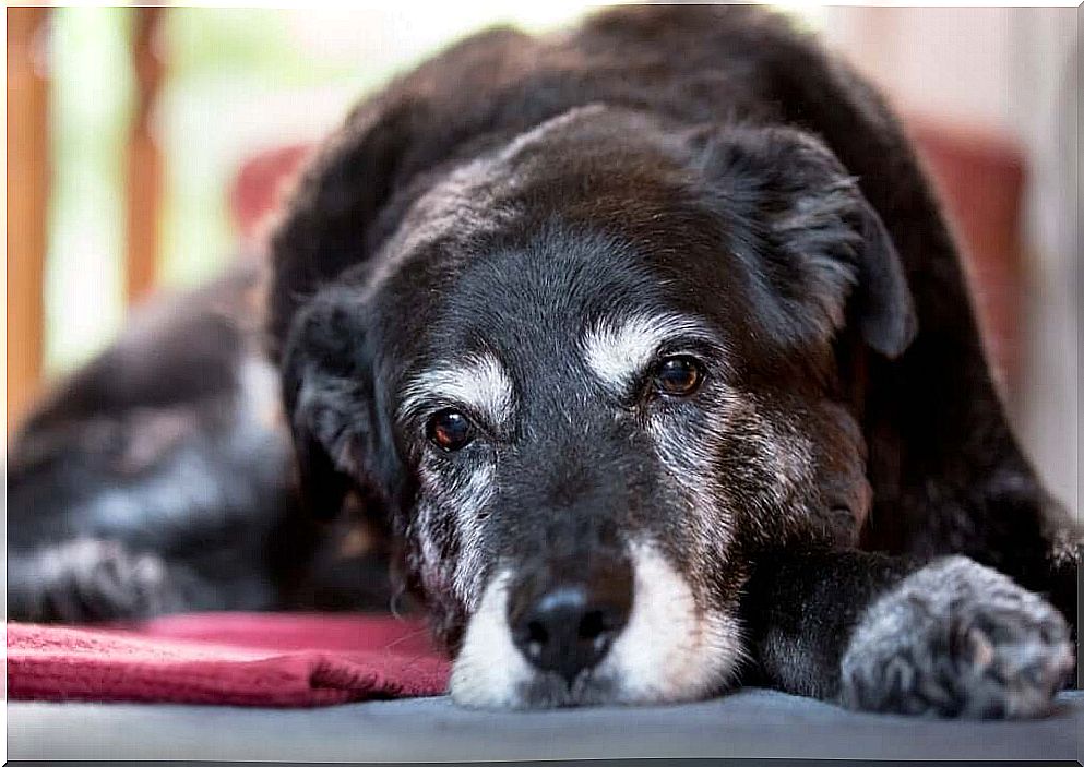 Signs of Senility in Dogs