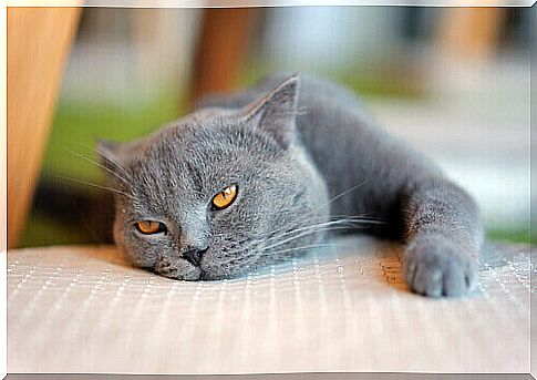 Signs that show health problems in cats