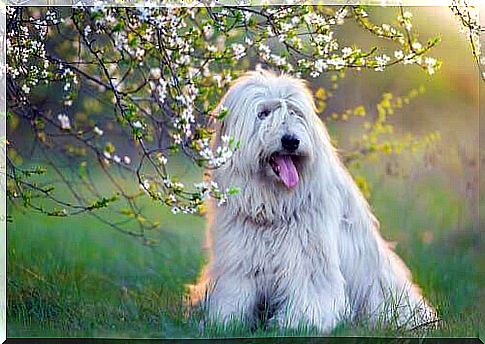 Southern Russian Shepherd: Cattle Guardian