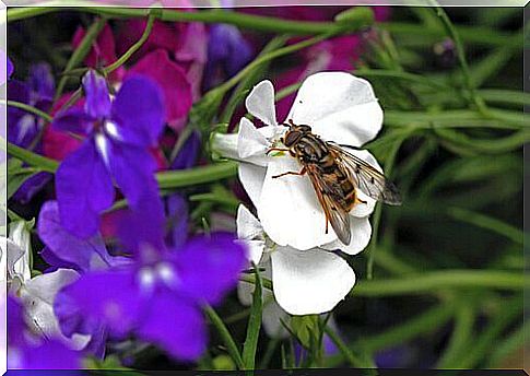 fly resting in flower