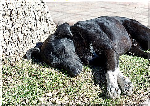 Stomach Twisting in Dogs: Understand the Problem