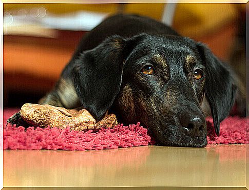 Cachorro preto e marrom descansando sobre tapete vermelho