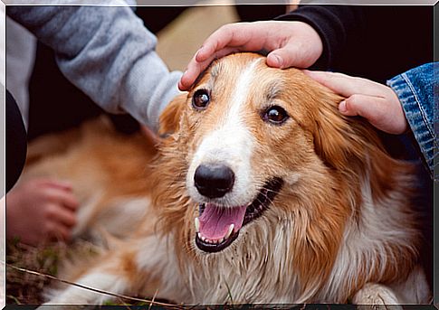 Os sentimentos dos cachorros