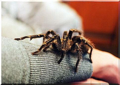 Tarantula as a pet: everything you need to know