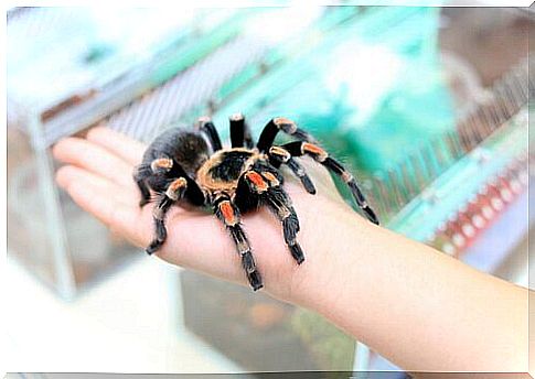 Tarantula as a pet