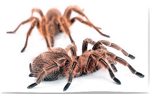 Tarantulas