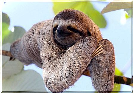 sleepy sloth