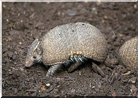 Armadillo and its heavy bark