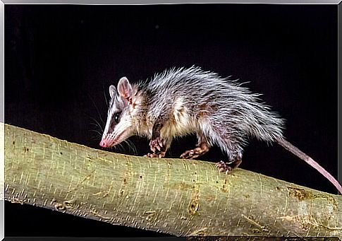 possum on top of a tree