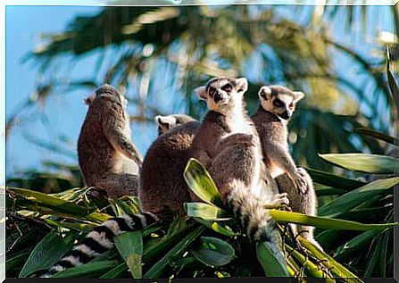 Lemurs in flock