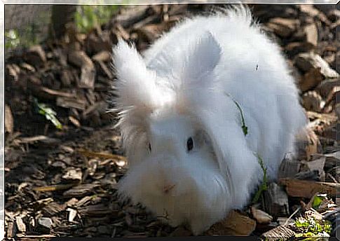 Angora rabbit: one of the domestic rabbit breeds