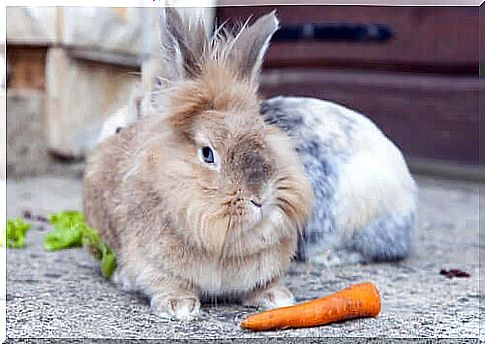 Lion head rabbit: one of the domestic rabbit breeds