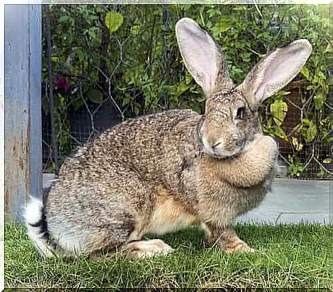 Giant Rabbit of Flanders: One of the breeds of domestic rabbits