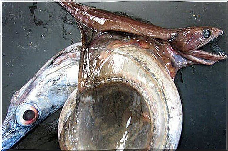 The black swallower and its characteristics