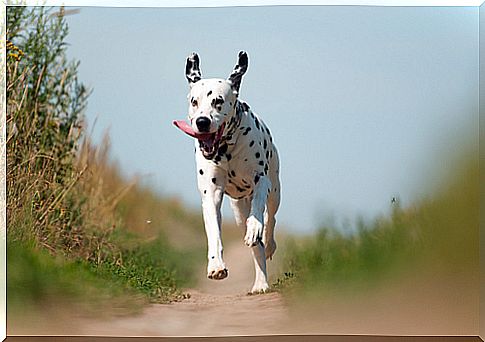 Dalmatian Origin