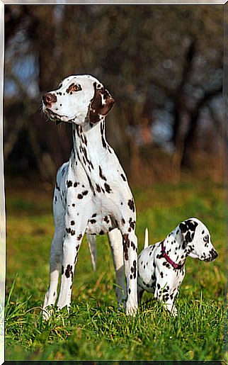 And the Dalmatian temperament?