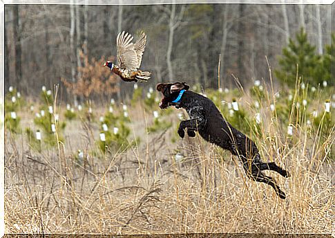 The different breeds of hunting dogs and their characteristics