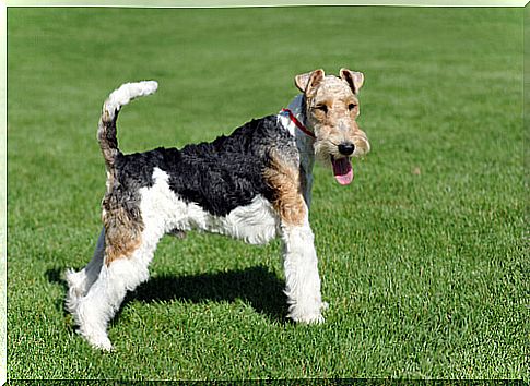 Fox Terrier