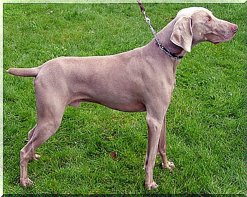 Weimaraner