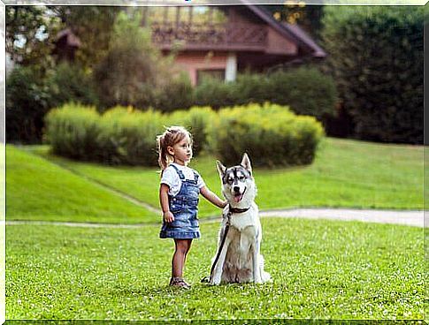 Dogs' sense of direction