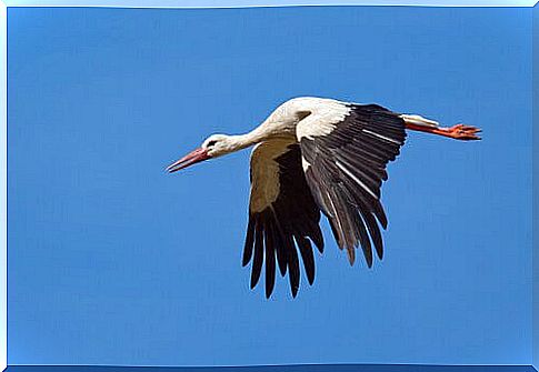 flying stork