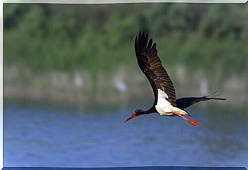 the elusive black stork