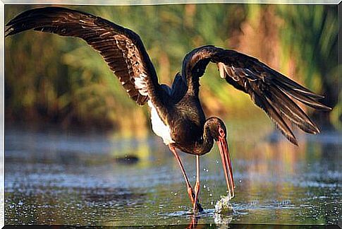 black stork