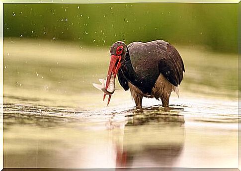 black stork fishing