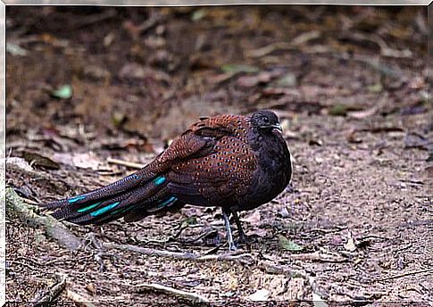 Borneo noble pheasant