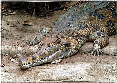 Malaysian gharial