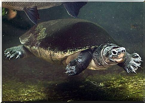 Malaysia giant tortoise