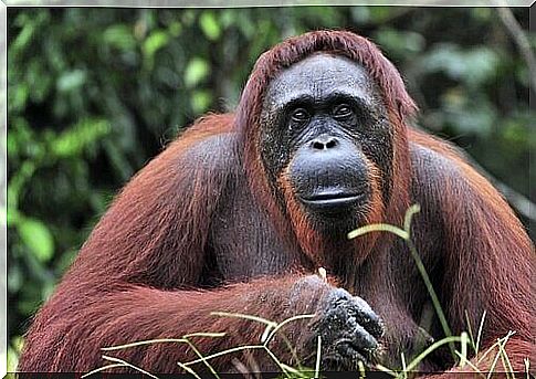 Borneo Orangutan