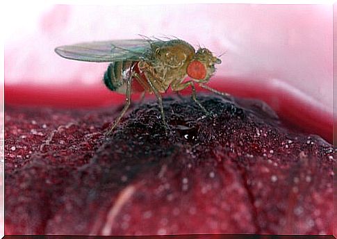 The fly as a vector of diseases