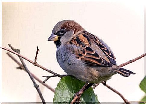 The house sparrow in Spain: in danger of extinction?