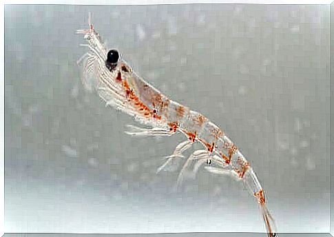 The importance of krill in ocean ecosystems