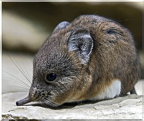 shrew